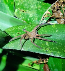 Phoneutria bahiensis