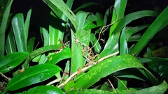 Phoneutria bahiensis