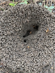 Camponotus consobrinus