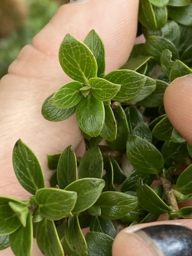 Coprosma elliptica