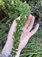 Coprosma elliptica