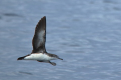 Puffinus persicus