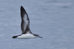 Puffinus persicus