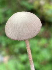 Psathyrella nitens