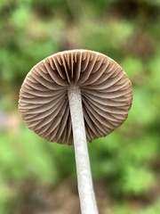 Psathyrella nitens