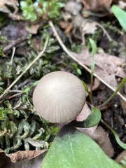 Psathyrella nitens