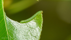 Pristiphora abbreviata