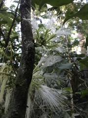 Archidendron ramiflorum