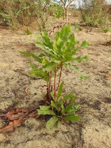 Lophira lanceolata image