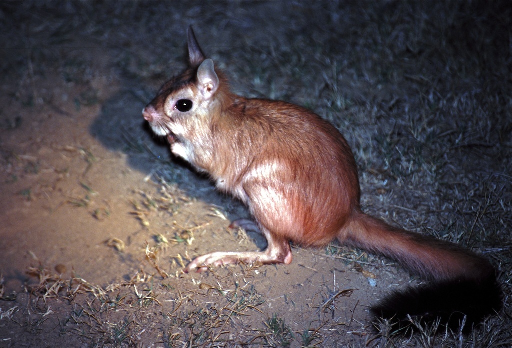 East African Spring Hare