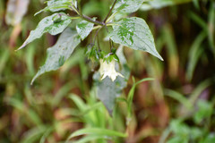 Jaltomata viridiflora