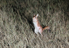 East African Spring Hare photo 2
