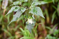 Jaltomata viridiflora