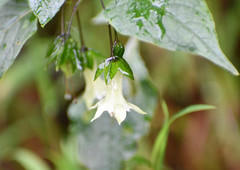 Jaltomata viridiflora