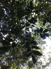 Archidendron ramiflorum