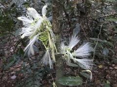 Archidendron ramiflorum