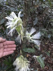 Archidendron ramiflorum