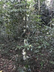 Archidendron ramiflorum