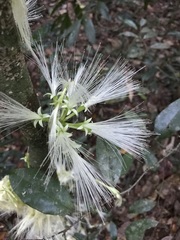 Archidendron ramiflorum