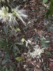 Archidendron ramiflorum