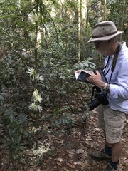 Archidendron ramiflorum