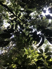 Archidendron ramiflorum