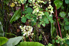 Colignonia