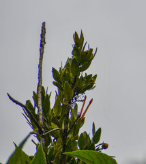 Tristerix longibracteatus