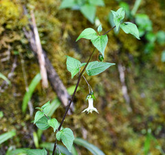 Jaltomata viridiflora