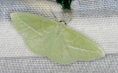 Iulops argocrana
