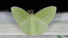 Iulops argocrana