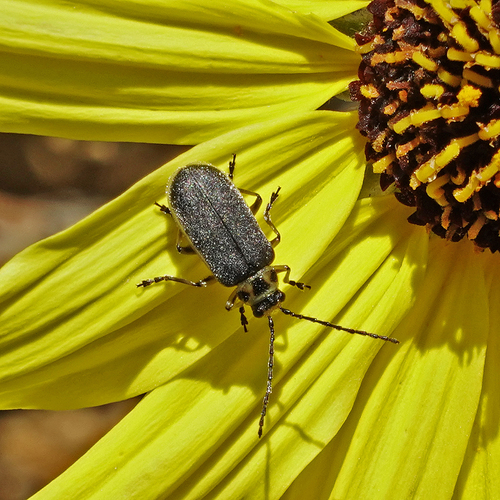 iNaturalist observation photo of Encelia Leaf Beetle