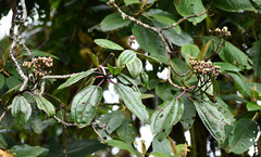 Miconia latifolia