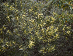Acacia celsa