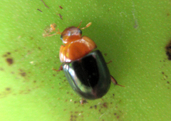 Dactylosternum dytiscoides