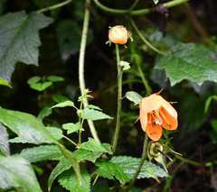 Nasa grandiflora