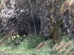 Narcisseae