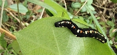 Oraesia emarginata