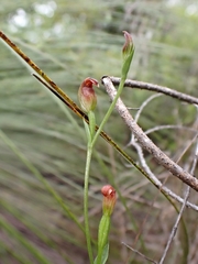 Pterostylis nigricans