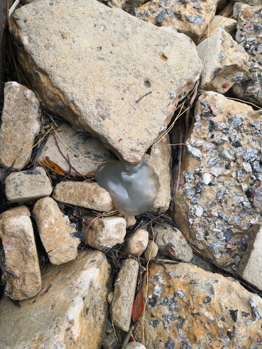 Cyanea altafissura