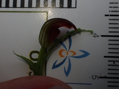 Pterostylis nigricans
