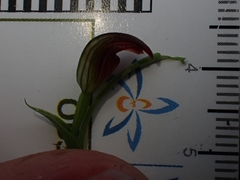 Pterostylis nigricans