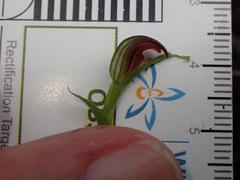 Pterostylis nigricans