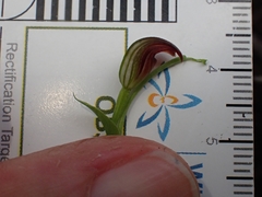 Pterostylis nigricans