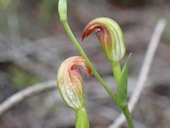 Pterostylis nigricans