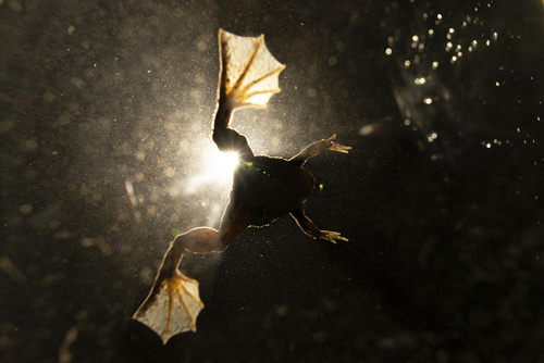 Java Frog, Occidozyga lima