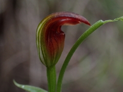 Pterostylis nigricans