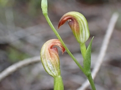 Pterostylis nigricans