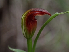 Pterostylis nigricans