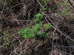 Pterostylis nigricans